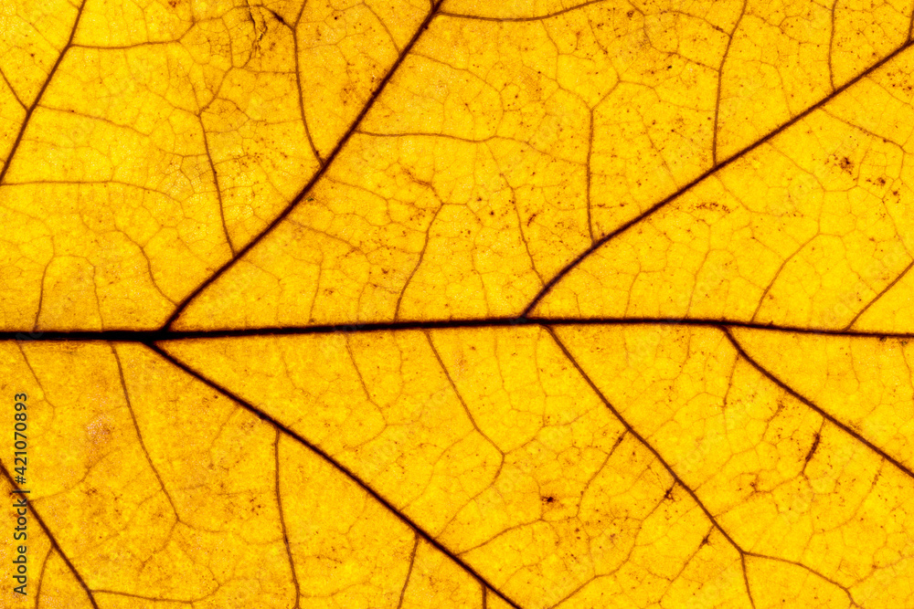 Obraz premium Yellow leaf texture, close-up