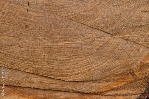 Rain-soaked oak texture. Wooden background. Copy space. 