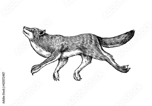 Gray wolf. Gray wolf. A predatory beast. Wild forest animal jumping. Vector Engraved hand drawn Vintage old sketch for stamp, t-shirt or typography or badge.