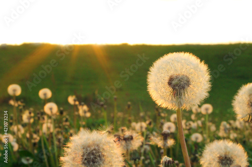 Spring background with light transparent flowers dandelions