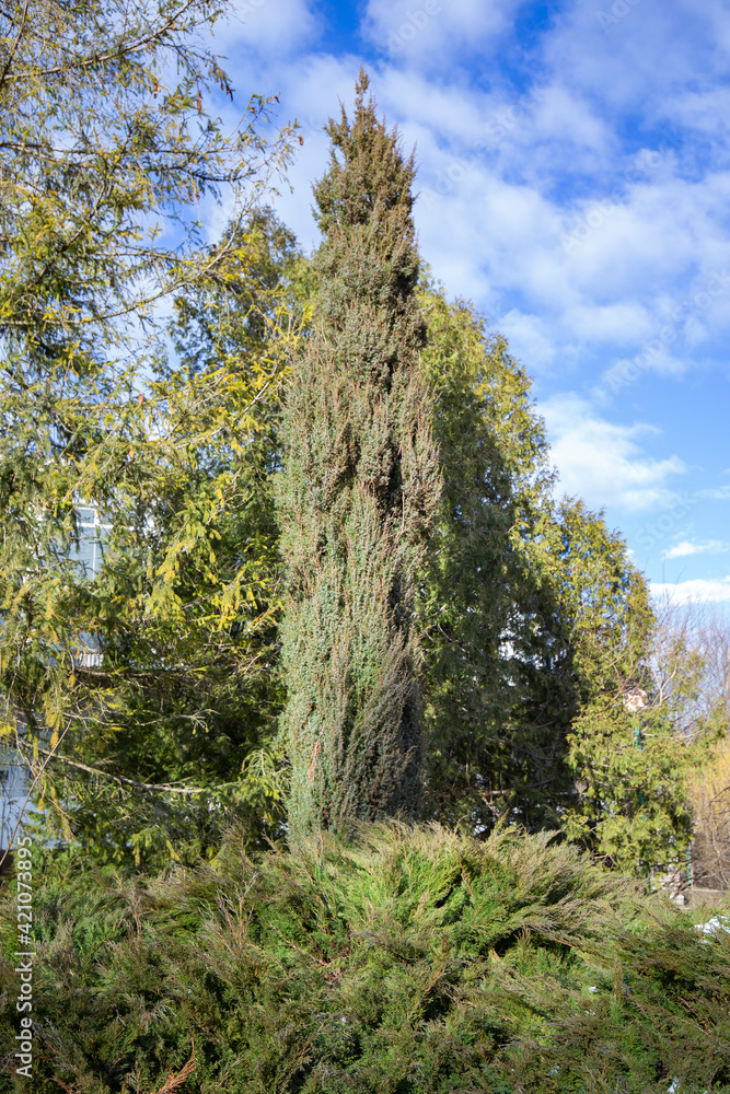Obraz premium Examples of landscaping with conifers in the city and park. Conifers in landscaping and urban landscaping.