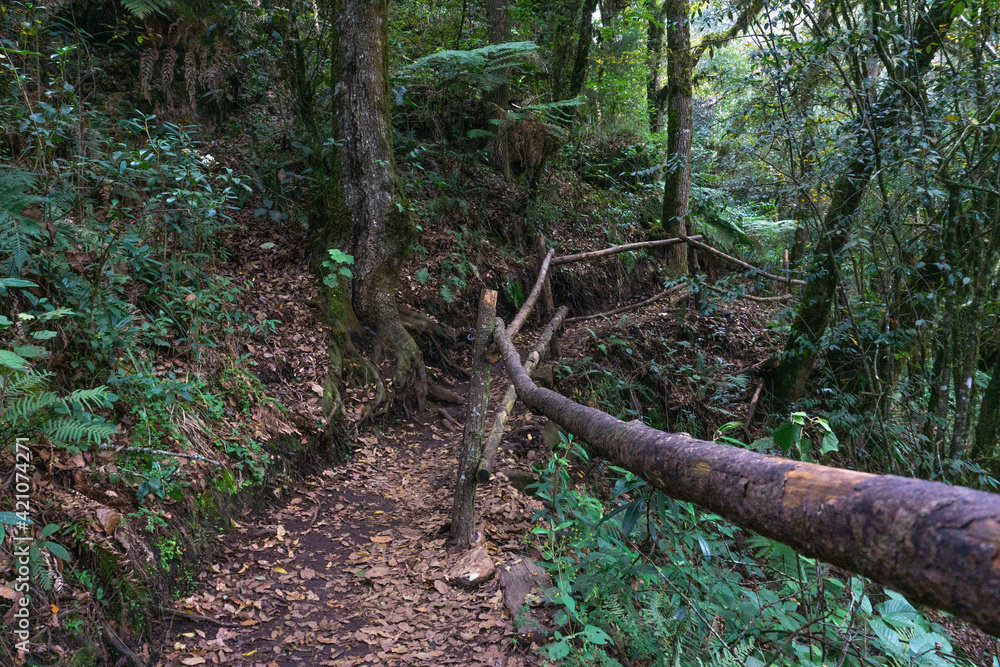 Camino hacia el bosque, Puebla Mexico Camino hacia el bosque, Puebla Mexico