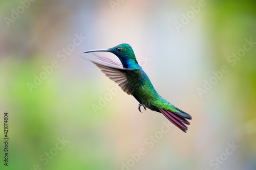 A male Black-throated Mango hummingbird (Anthracothorax nigricollis) hovering in the air with soft colors blurred in the background. Hummingbird flying. Bird in nature. Wildlife.