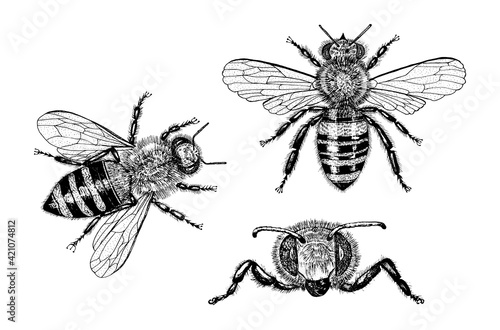 Bee and Honey. Mead and insect. Vector Engraved hand drawn Vintage old sketch for t-shirt or typography or badge. Vector illustration