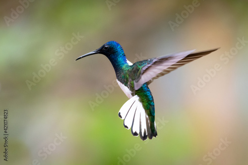A male White-necked Jacobin hummingbird (Florisuga mellivora) hovering in the air with soft colors blurred in the backgorund. 