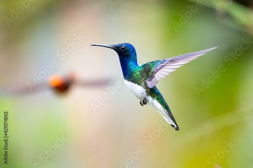 A male White-necked Jacobin hummingbird (Florisuga mellivora) hovering in the air with another hummingbird approaching in the background. Wildlife in nature. Small bird. Hummingbird flying