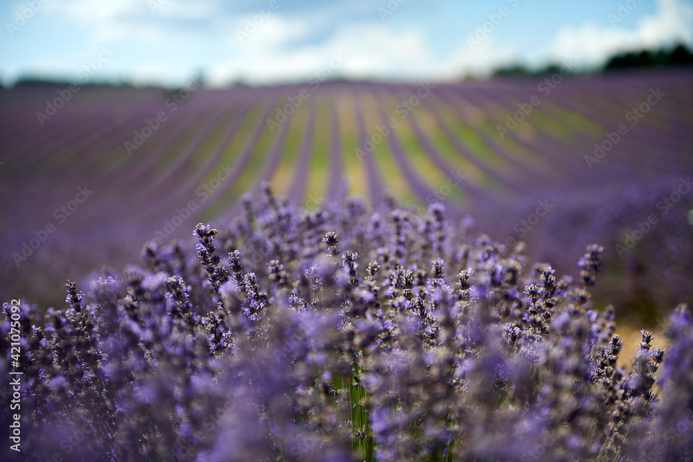 Obraz premium Lavender field summer sunset landscape near Valensole.Provence,France