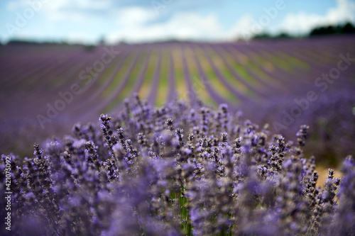 Lavender field summer sunset landscape near Valensole.Provence,France