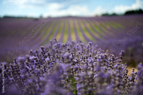 Lavender field summer sunset landscape near Valensole.Provence France