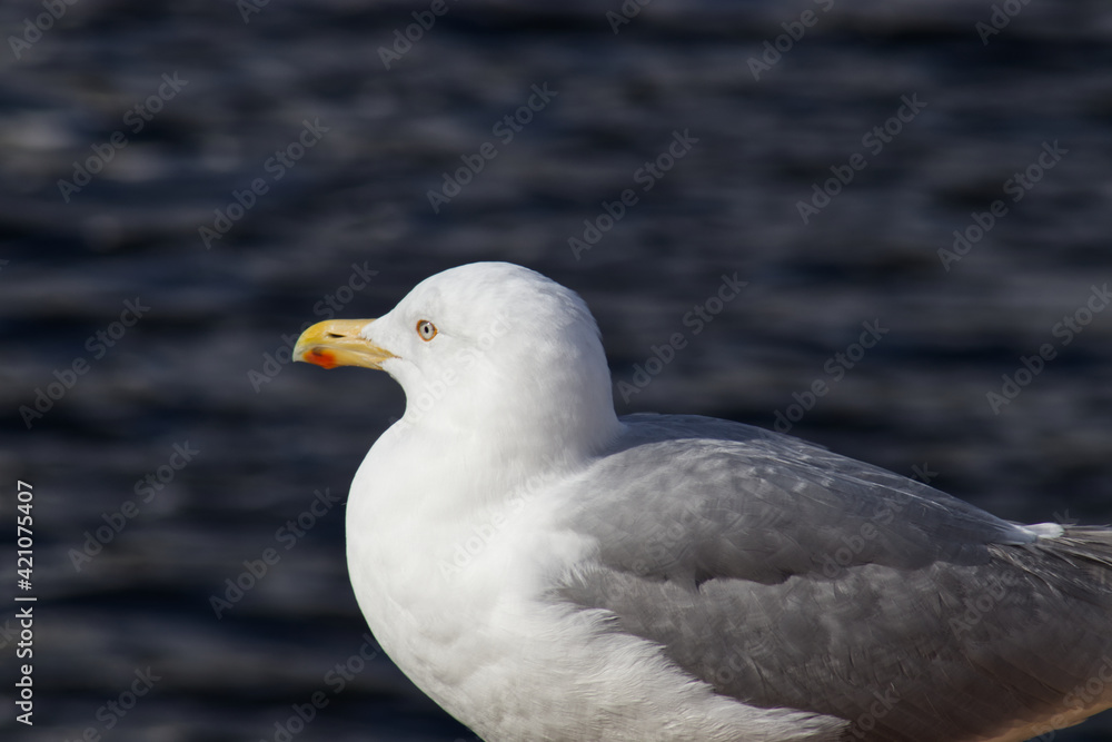 A seagull looking towards the ocean