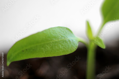 small green plants seedlings growing in plastic pot inside a greenhouse stock photo