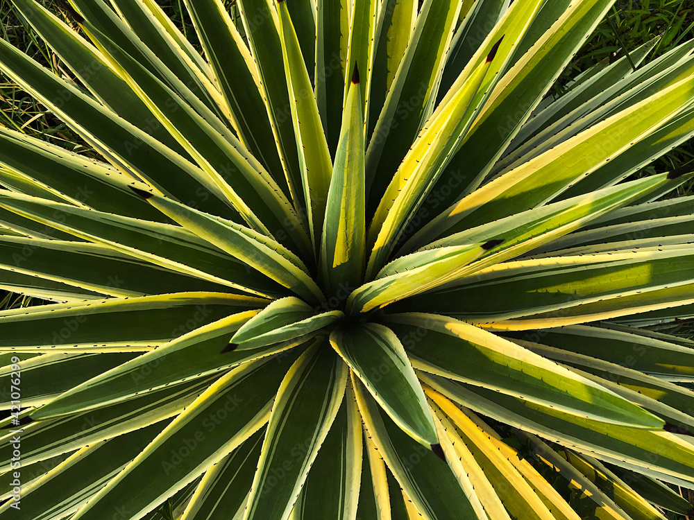 Fototapeta premium Beautiful agave plant in a park