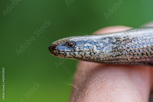Принти на полотні Detailed head close up of a slow worm or copper snake
