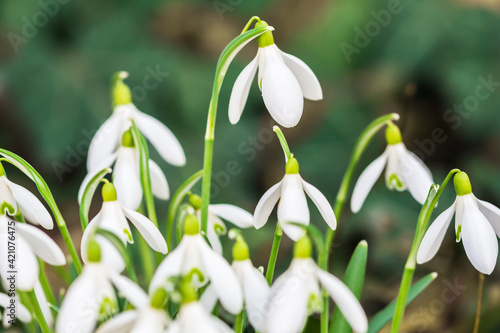 Beautiful snowdrop flowers in the winter