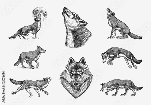 Gray wolf set. Gray wolf. A predatory beast. Wild forest animal. Vector Engraved hand drawn Vintage old sketch for stamp, t-shirt or typography or badge.