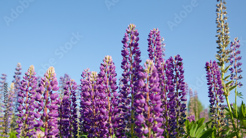 Beautiful lupins in summer. Purple flowers and blue sky.