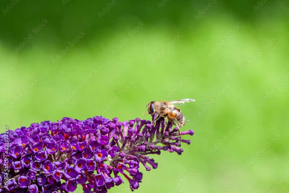 Fototapeta premium honey bee collecting pollen on a purple buddleja flower in blur background. High quality photo
