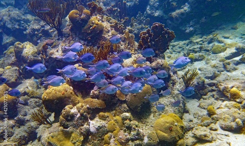 Fototapeta Naklejka Na Ścianę i Meble -  Acanthus barbarians - a school of blue Surgeonfish swimming in a beautiful healthy Coral Reef