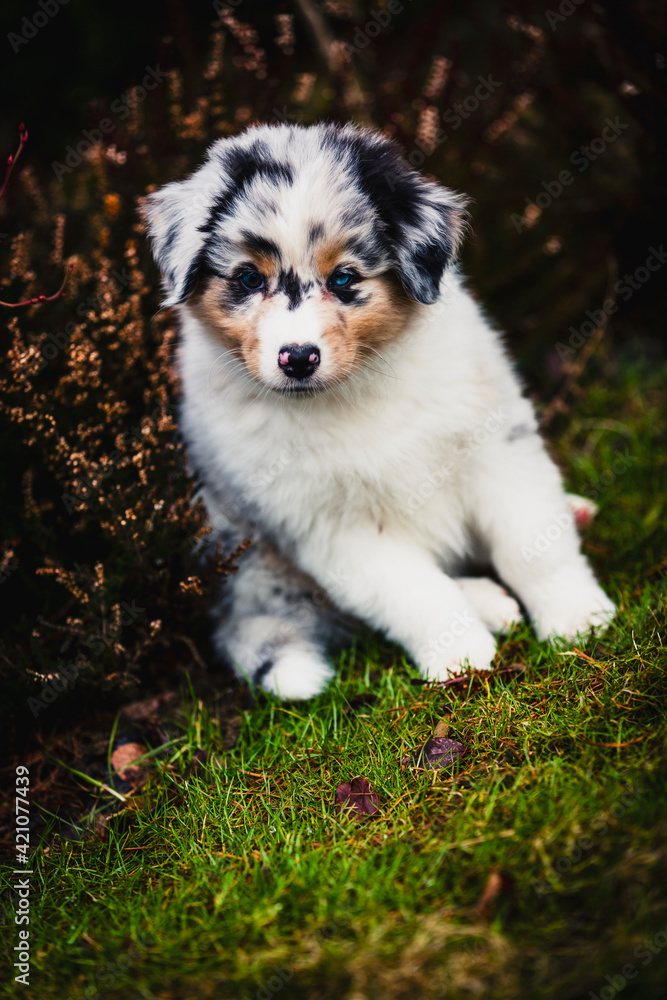 Adorable australian shepherd cute puppy smiling. Adorable australian shepherd cute puppy smiling.