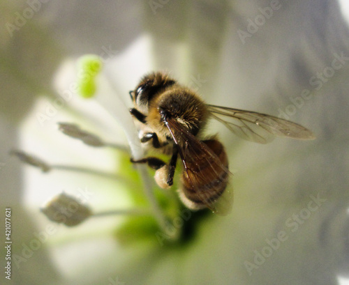 A beautiful bee on a flower stigma