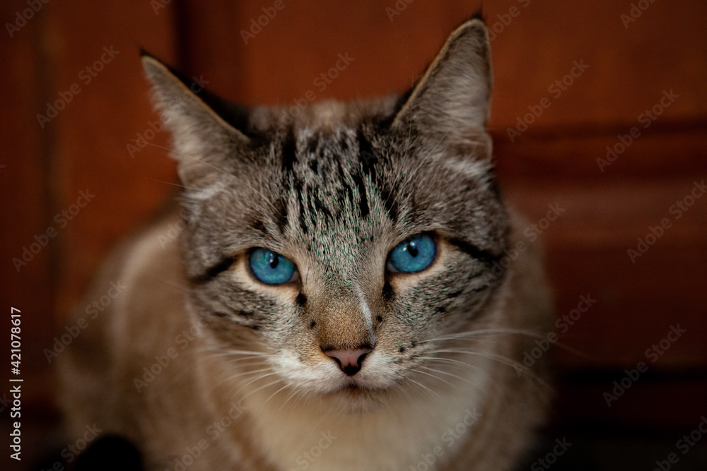 The cat with sapphire eyes