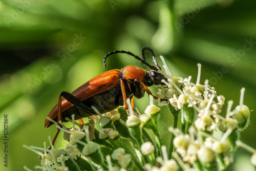 Red-brown longhorn beetle sitting on a giant cow parsley flower