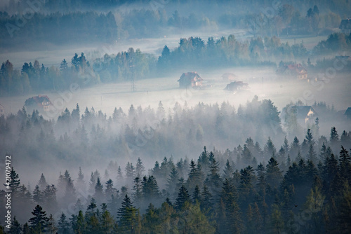 Las w mgle