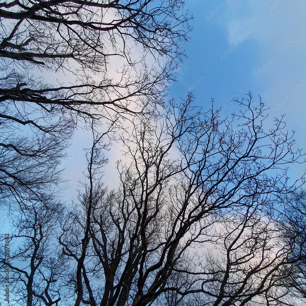 Leafless tree branches against the sky. View from below. 