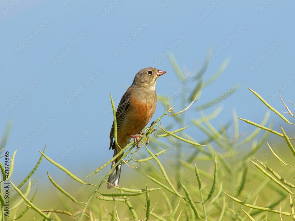 ortolan bunting (Emberiza hortulana) in a rape field ortolan bunting (Emberiza hortulana) in a rape field
