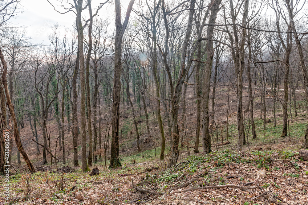 Fototapeta premium Felled trees. Deforestation concept. Stumps, logs and branches of tree after cutting down forest. Deforestation, dead trees and forest dieback. Deforestation in Fruška Gora in Serbia