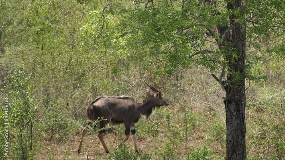 Pan with male striped Nyala Antelope walking through thorny brush Pan with male striped Nyala Antelope walking through thorny brush