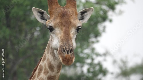 Close up: Giraffe regurgitating bolus and chewing cud in African rain photo