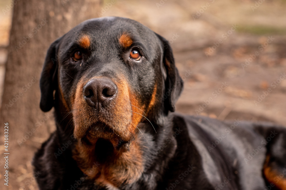 portrait of a black dog