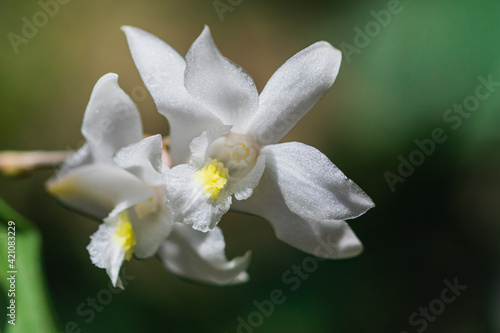 close up of white orchid flower