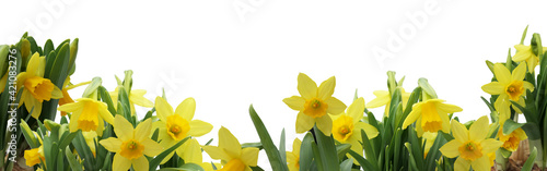 Fotografia easter spring daffodils isolated on white - banner - copy space