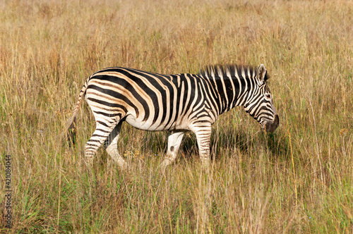 zebra in the grass