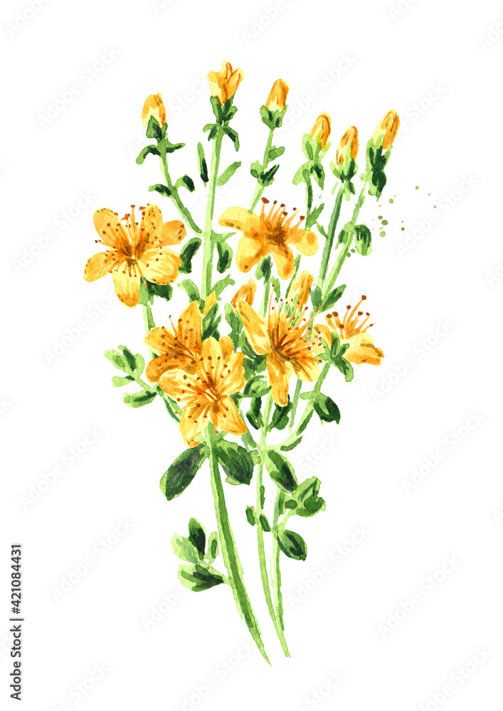 St. John’s wort or Hypericum perforatum plant. Watercolor hand drawn illustration, isolated on white background St. John’s wort or Hypericum perforatum plant. Watercolor hand drawn illustration, isolated on white background