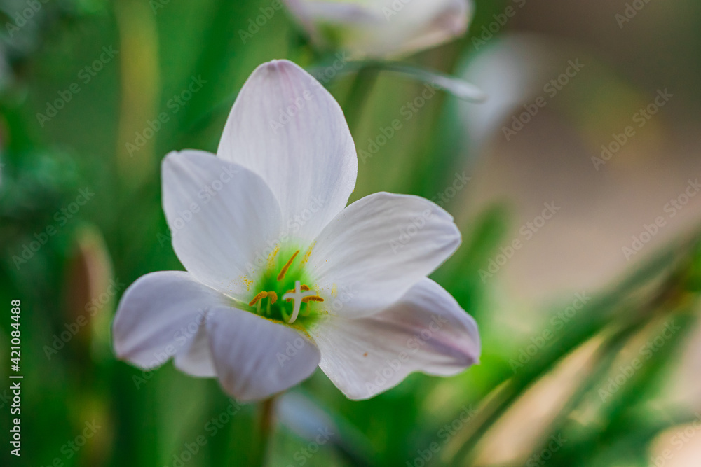close up of white Rain Lily flower close up of white Rain Lily flower