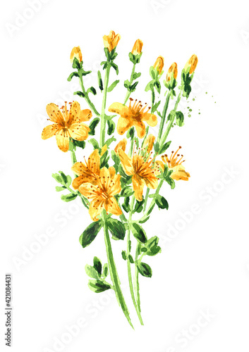 St. John’s wort or Hypericum perforatum plant. Watercolor hand drawn illustration, isolated on white background