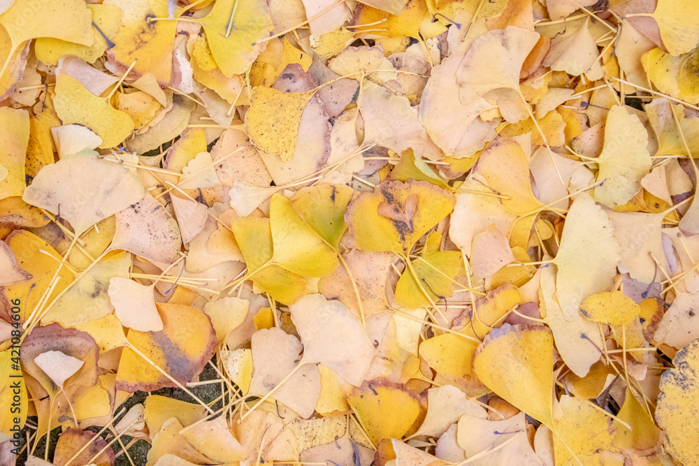 autumn leaves autumn leaves