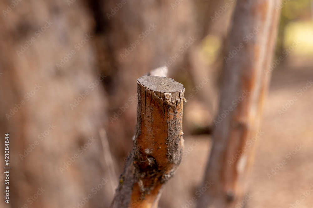 Fototapeta premium tree in the woods