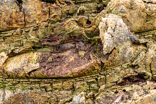 bark texture