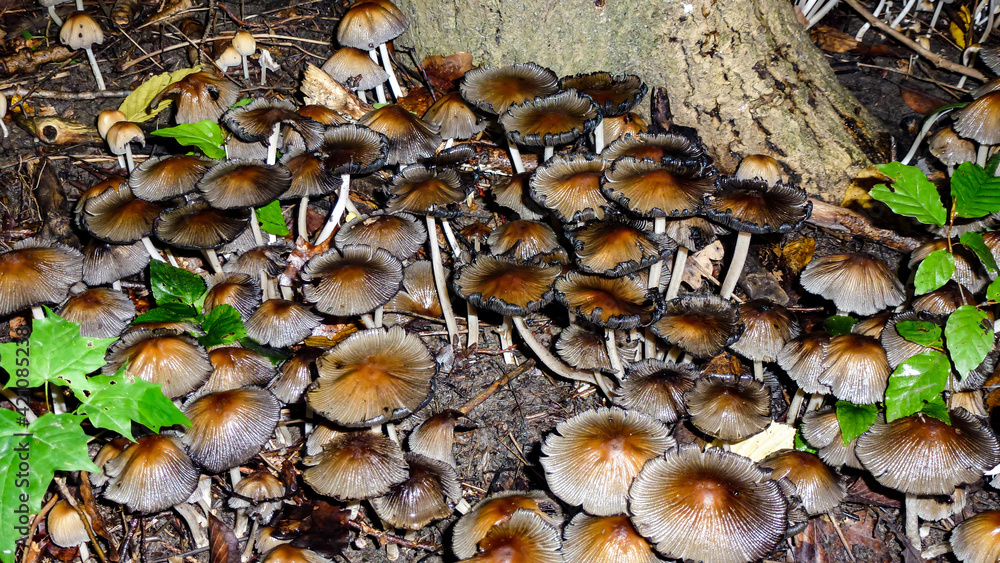 Pilze fungi im Wald