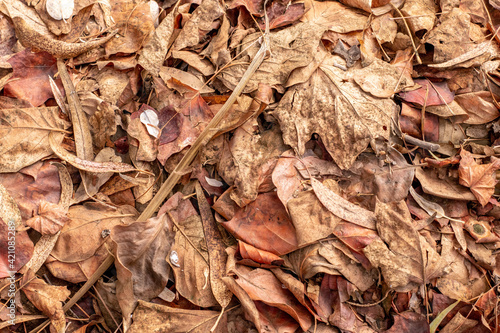 leaves background