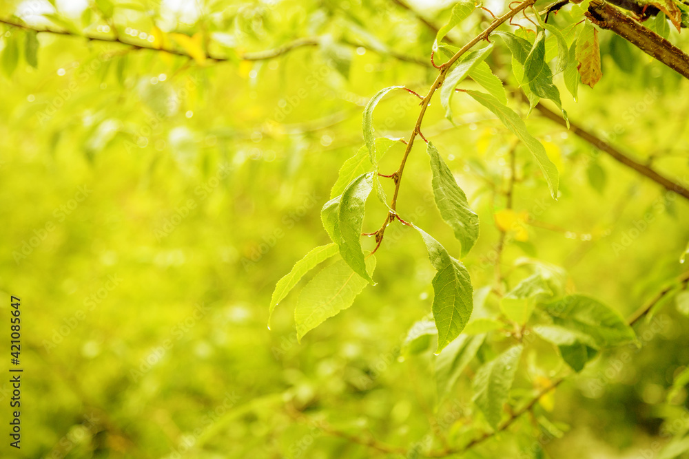 sunny day and green leaves and rain sunny day and green leaves and rain
