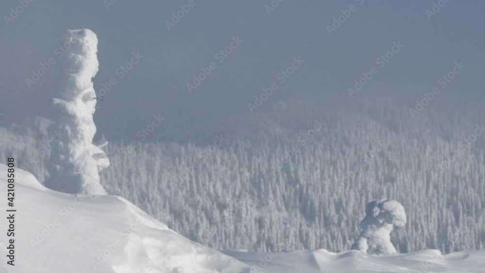 Tree in snowdrift on hillside. Spruce is completely covered with frost and sways in wind. On horizon is mountain with white coniferous forest. Light haze over tops of trees. Tree in snowdrift on hillside. Spruce is completely covered with frost and sways in wind. On horizon is mountain with white coniferous forest. Light haze over tops of trees.