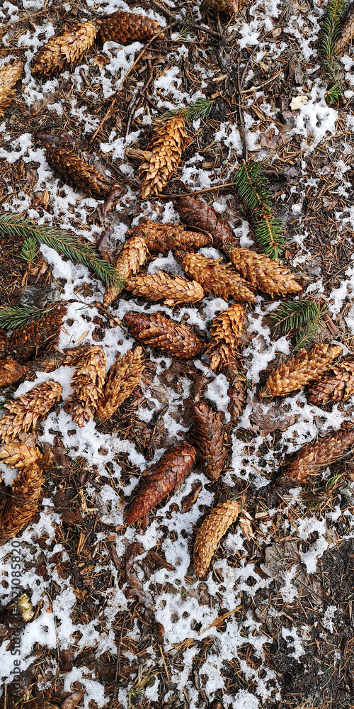 Wet empty cones in the spring forest among the melting snow