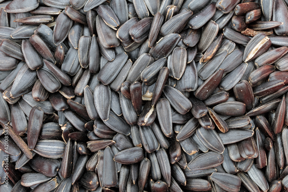 many sunflower seeds lie together close-up many sunflower seeds lie together close-up