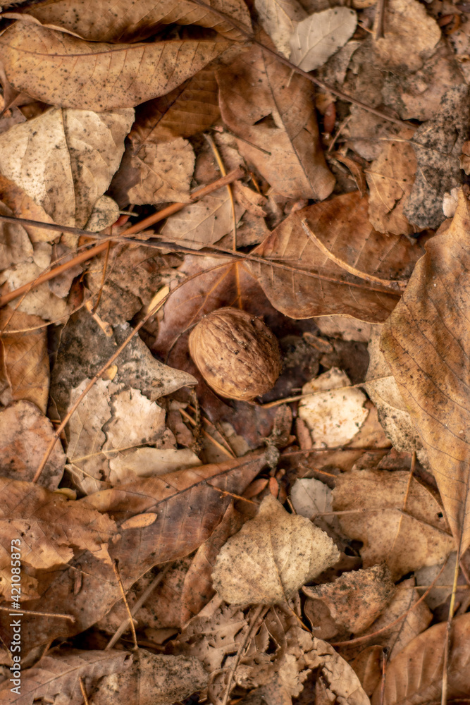 close up of dried leaves close up of dried leaves