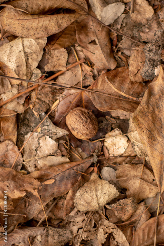 close up of dried leaves